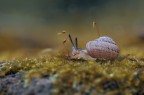 indie snail indie snail