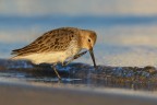 quella carezza della sera...Dunlin-Piovanello Pancianera