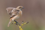 European Stonechat - Saltimpalo F. European Stonechat - Saltimpalo F.