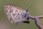 Spennacchiata Spennacchiata