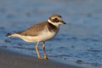 Common Ringed Plover - Corriere Grosso Common Ringed Plover - Corriere Grosso