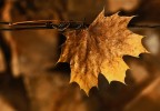autunno