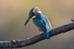 Kingfisher Kingfisher