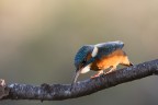 Prima dell'attacco Prima dell'attacco