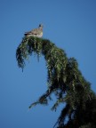 Una tortora si riposa sul  pino che c'� davanti a casa mia