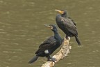 Phalacrocorax carbo Cormorano