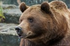 Brown bear