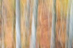 Autumn 2016 ( Foresta del Cansiglio) Autumn 2016 ( Foresta del Cansiglio)
