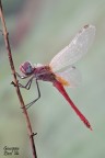 Sympetrum Fonscolonbii Sympetrum Fonscolonbii