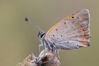 Pleiade Pleiade