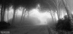 into the fog into the fog