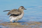 Pivieressa (Pluvialis squatarola) Pivieressa (Pluvialis squatarola)