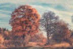 melancholy melancholy