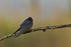 Rondine sotto la pioggia (Hirundo rustica)