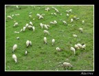 pecore al pascolo pecore al pascolo