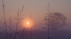 alba alba