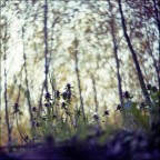 Lu, ... Lu, ... Lubitel 2 ;/) Lu, ... Lu, ... Lubitel 2 ;/)