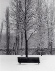 L'albero pensionato L'albero pensionato