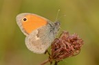 Coenonimpha pamphilus Coenonimpha pamphilus