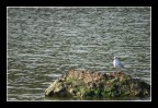 gabbiano a riposo gabbiano a riposo