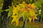 Autunno Autunno
