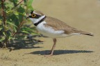 Corriere piccolo (Charadrius dubius) Corriere piccolo (Charadrius dubius)