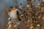 L'autunno del beccamoschino L'autunno del beccamoschino
