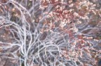 Nature Shinings Nature Shinings