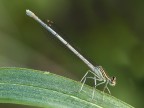 damigella damigella