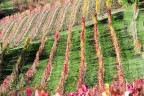Filari a novembre Filari a novembre