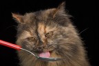 Gattina fa merenda Gattina fa merenda