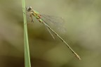 Lestes virens Lestes virens