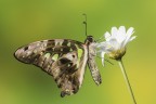 Gramphium agamemnon Gramphium agamemnon