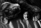 Figaro Figaro
