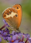 Coenonimpha arcania Coenonimpha arcania