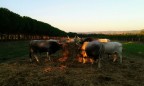 Maremma Maremma