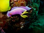 Hypselodoris apolegma Robe Hem Hypselodoris,  famiglia dei Chromodorididae. Indonesia