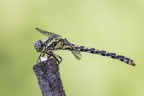 Onychogomphus uncatus Onychogomphus uncatus