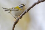 Fiorrancino Fiorrancino