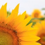Il girasole e l'ospite