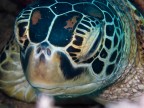 tartaruga verde, Chelonia myda. Indonesia