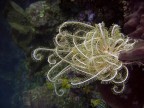 crinoide. Indonesia