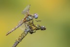 Sympetrum fonscolumbii Sympetrum fonscolumbii