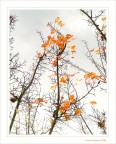 Winter...butterflies Winter...butterflies
