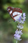 Limentis reducta Limentis reducta