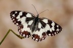 Melanargia galathea Melanargia galathea