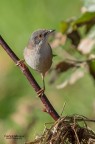 Occhiocotto femmina Occhiocotto femmina