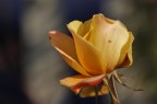 l'ultima rosa l'ultima rosa