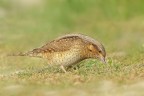 Torcicollo (Jynx torquilla) Torcicollo (Jynx torquilla)
