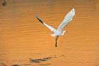 in volo in volo